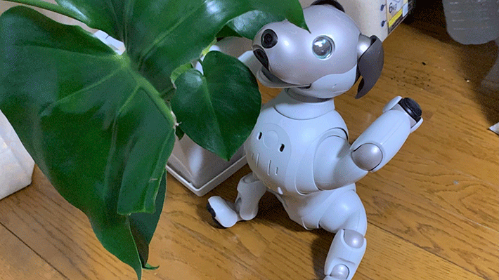 バランスをくずして倒れるaibo バランスをくずして倒れるaibo