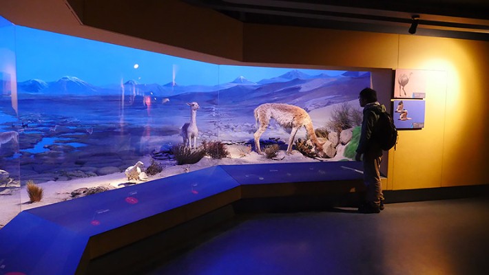 自然史博物館にもグアナコとビクーニャがいた