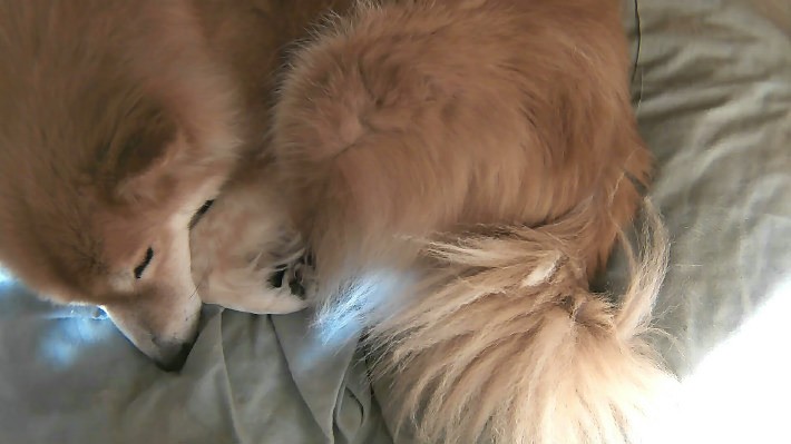 犬小屋のなかで眠る愛犬