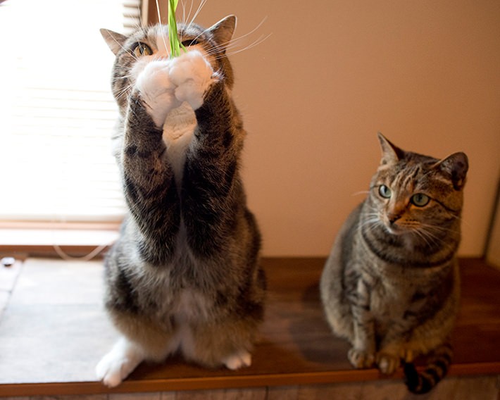 写真・動画撮影のポイント:まずは片付け! そして明るく撮れるレンズは必須