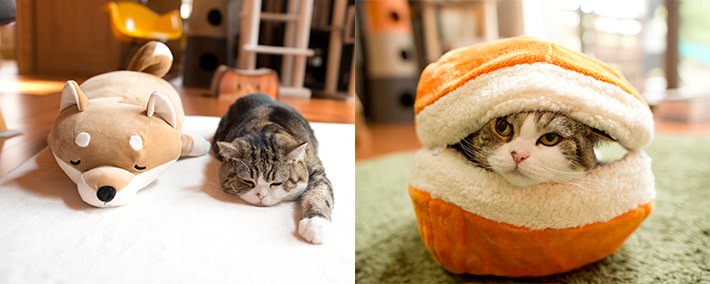 写真・動画撮影のポイント:まずは片付け! そして明るく撮れるレンズは必須