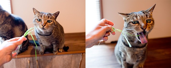 写真・動画撮影のポイント:まずは片付け! そして明るく撮れるレンズは必須