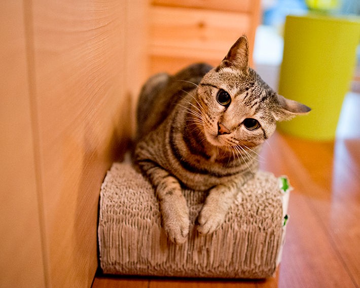 写真・動画撮影のポイント:まずは片付け! そして明るく撮れるレンズは必須