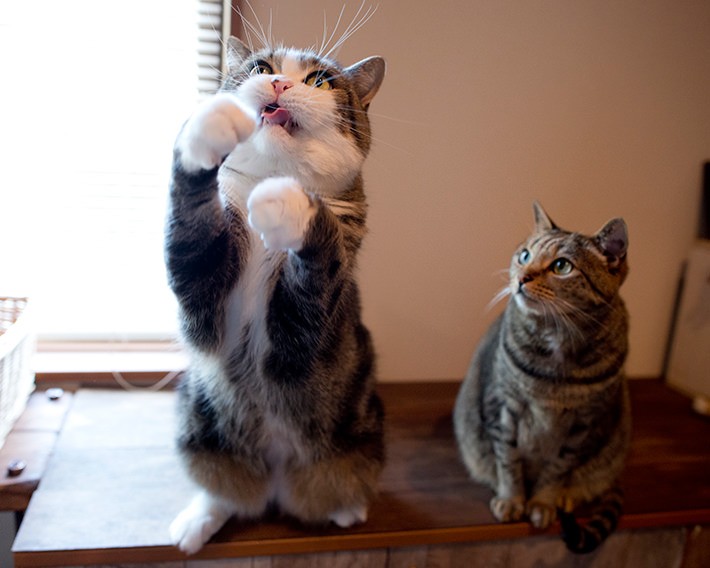 写真・動画撮影のポイント:まずは片付け! そして明るく撮れるレンズは必須