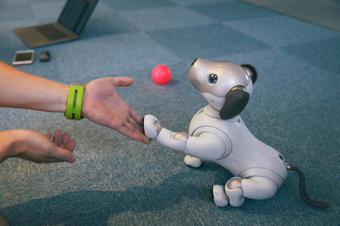 aiboのドルジ、お手 aiboのドルジ、お手