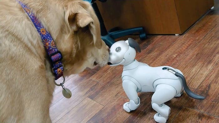 aiboのドルジとわんこ aiboのドルジとわんこ