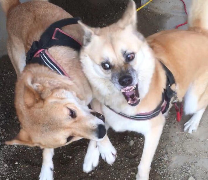 “あばれる犬”こと「こてつ」と「なむ」の飼い主、人気ツイッタラーがくこさんがバズを起こすまで