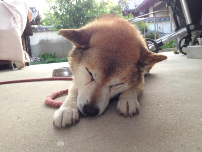 “あばれる犬”こと「こてつ」と「なむ」の飼い主、人気ツイッタラーがくこさんがバズを起こすまで