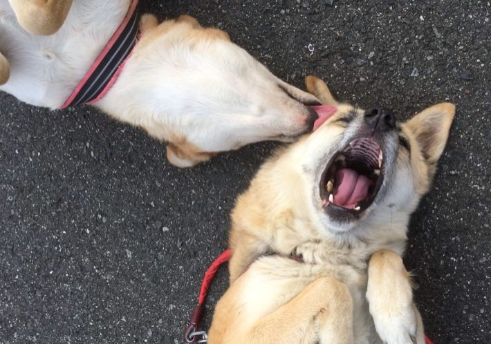 “あばれる犬”こと「こてつ」と「なむ」の飼い主、人気ツイッタラーがくこさんがバズを起こすまで