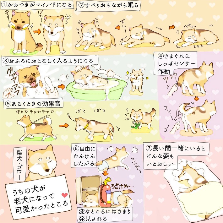 “あばれる犬”こと「こてつ」と「なむ」の飼い主、人気ツイッタラーがくこさんがバズを起こすまで