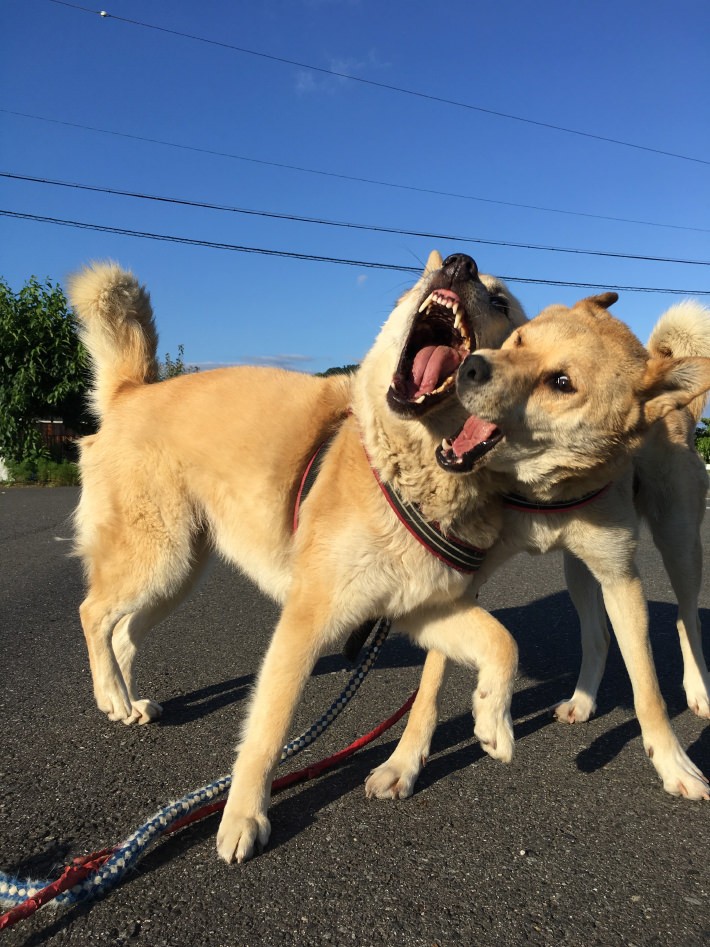 “あばれる犬”こと「こてつ」と「なむ」の飼い主、人気ツイッタラーがくこさんがバズを起こすまで
