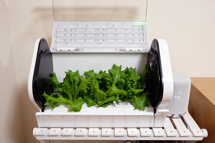 かわいいレタスが育ったら、いざ、実食!