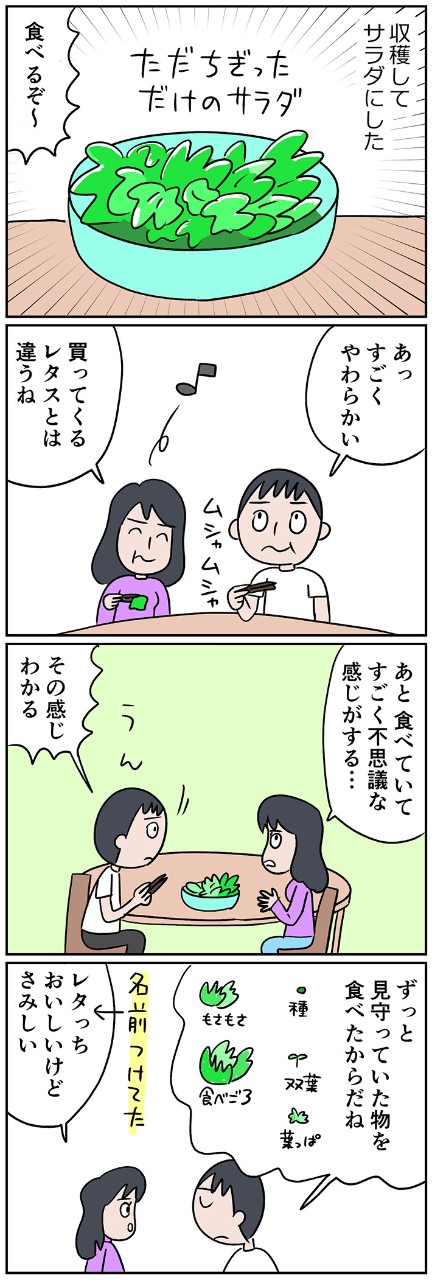 かわいいレタスが育ったら、いざ、実食!