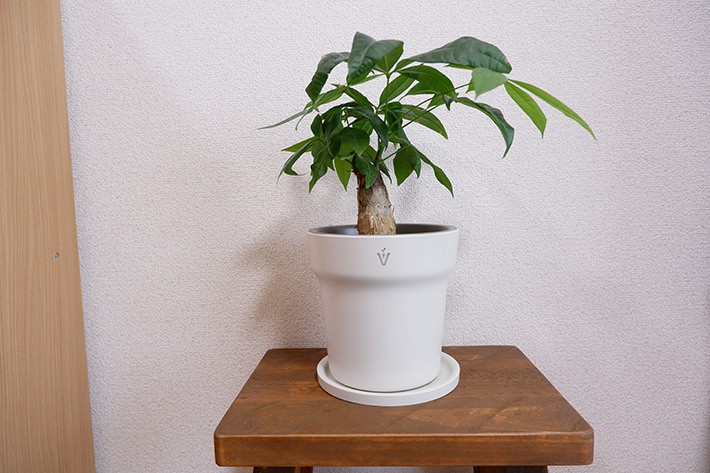 グローケアポット