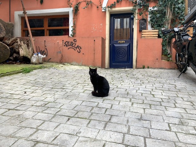 はHISの「【フォト機能付】猫の街イスタンブールで猫・猫・猫だらけツアー♪」