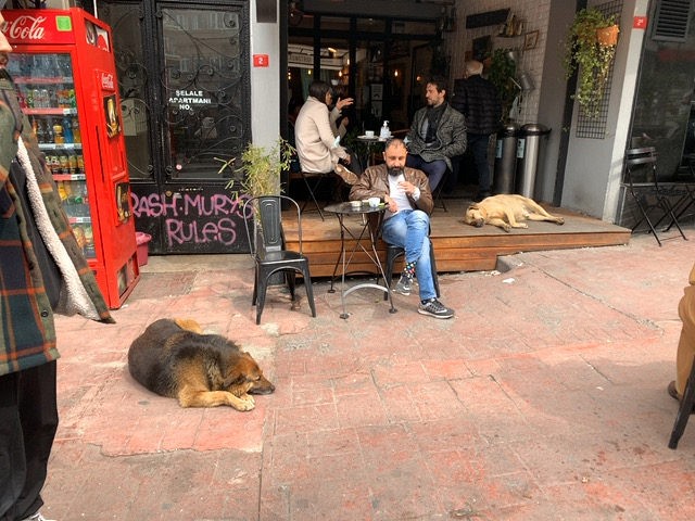 はHISの「【フォト機能付】猫の街イスタンブールで猫・猫・猫だらけツアー♪」