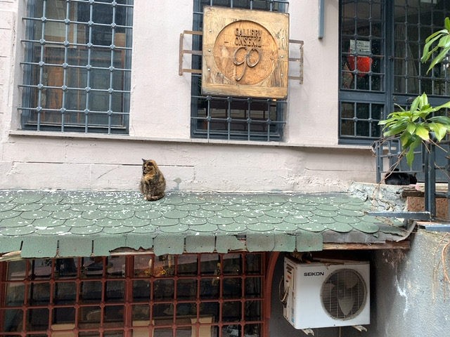 はHISの「【フォト機能付】猫の街イスタンブールで猫・猫・猫だらけツアー♪」