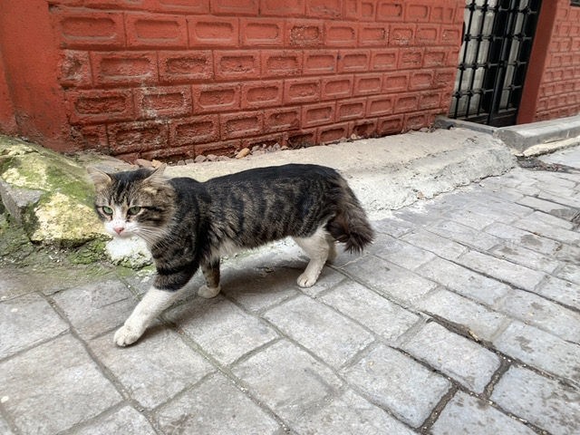 はHISの「【フォト機能付】猫の街イスタンブールで猫・猫・猫だらけツアー♪」