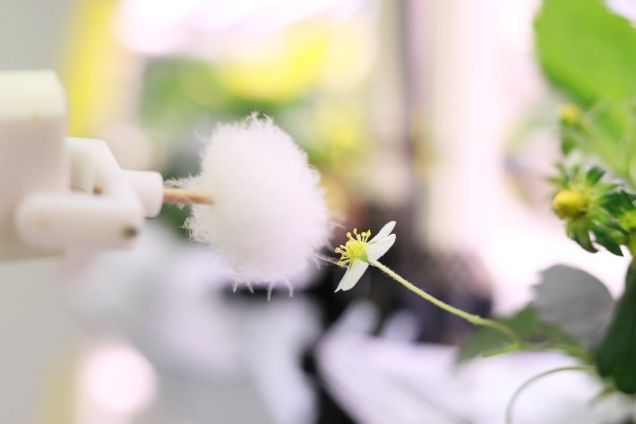 授粉によってイチゴの形が決まるのでしょうか?