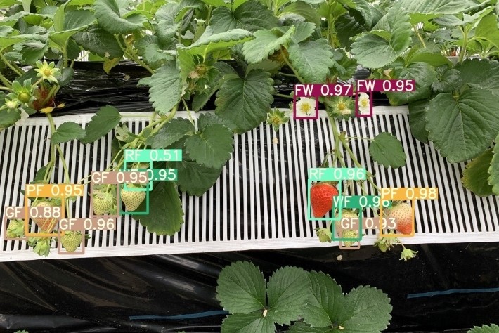 「綺麗なイチゴの安定生産」を目指す。