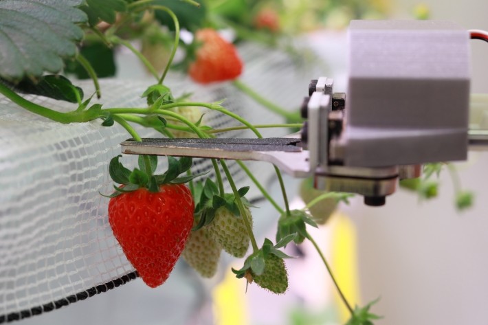 授粉を自動化しようと考えたきっかけ