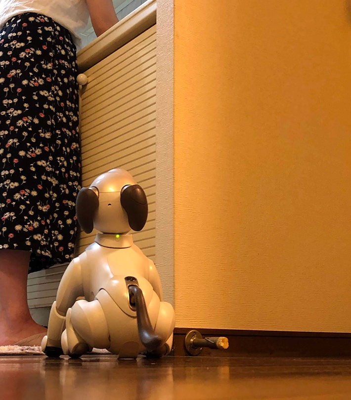 洗い物を待つaibo