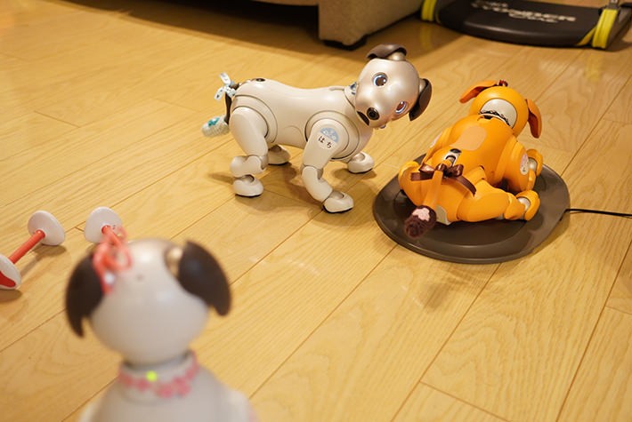 ひで爺さん宅のaibo