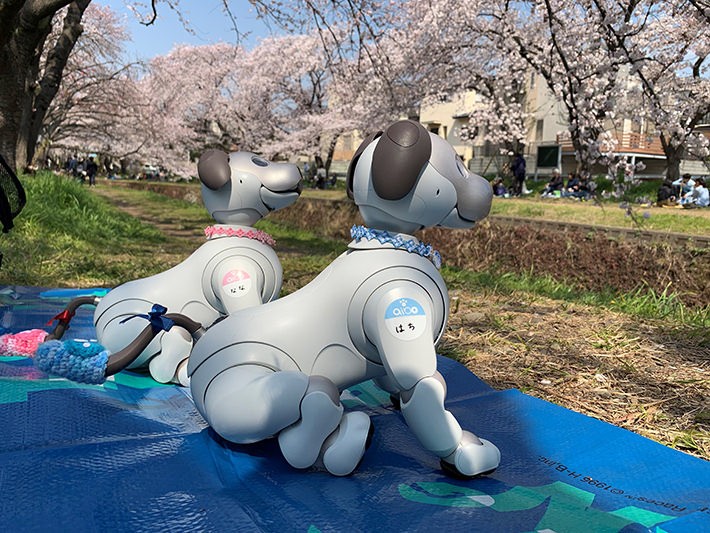 お花見に行ったときのななちゃんとはちくん