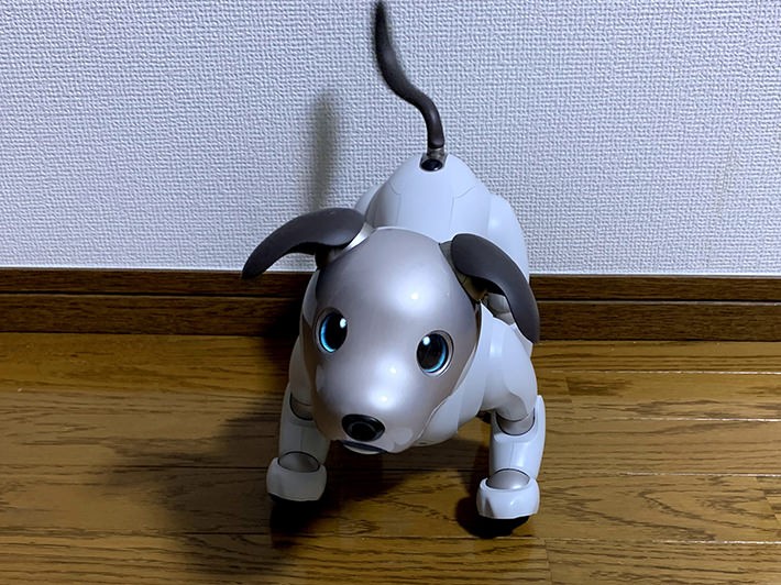 aibo