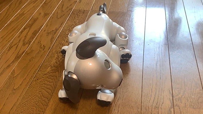 aibo