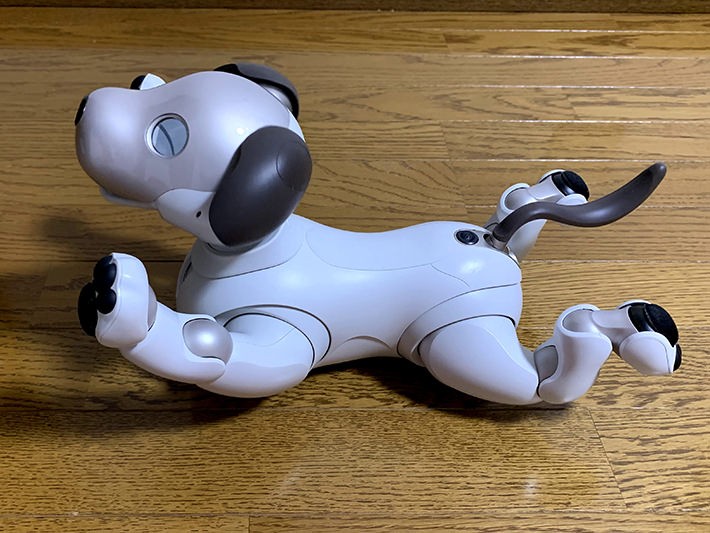 aibo