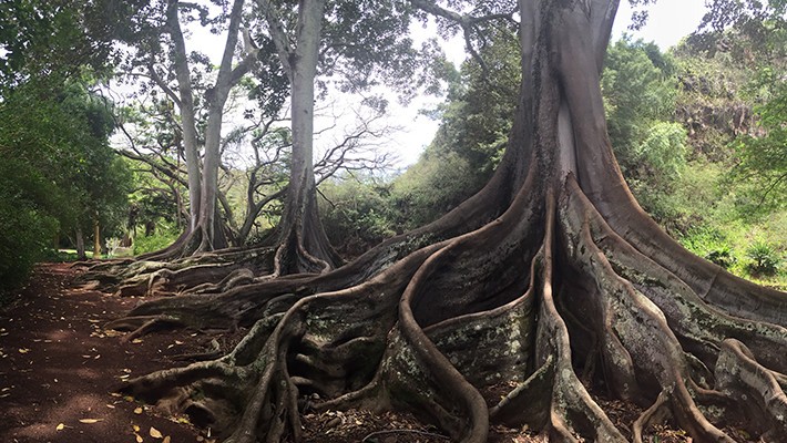 アラートン・ガーデン