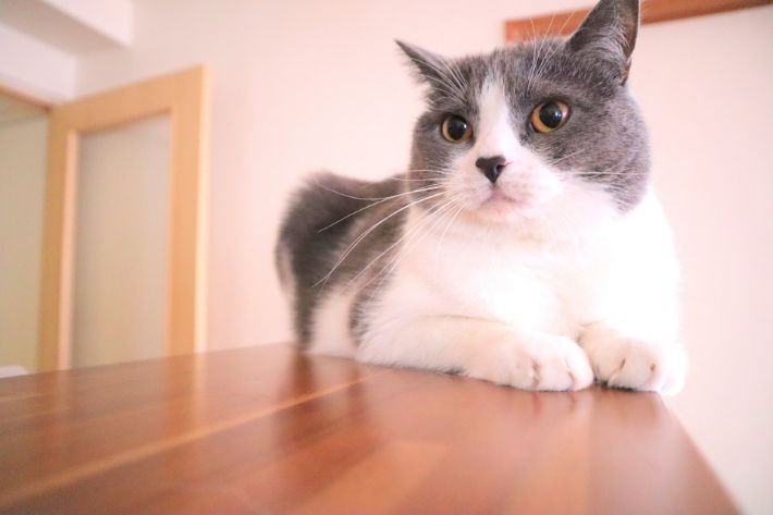 ペットデバイス