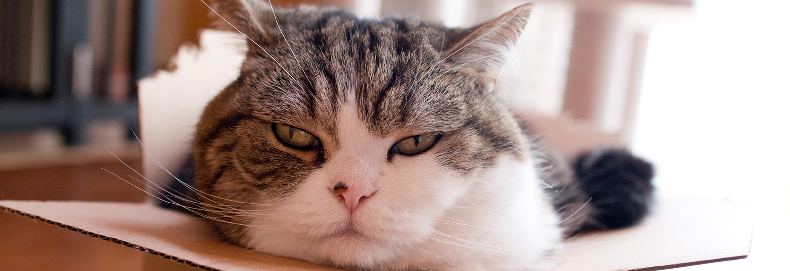 【まるのかわいさ】ペットの魅力はどうやって引き出す?元祖インフルにゃんさー「まる」の飼い主mugumoguさんに聞く【炸裂】