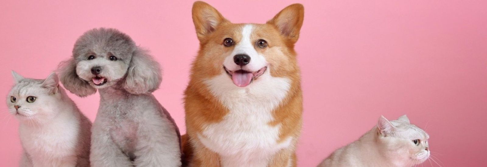 【ペット愛好家必見】カメラだけじゃない!ペットの健康や無事を見守るおすすめデバイス5選